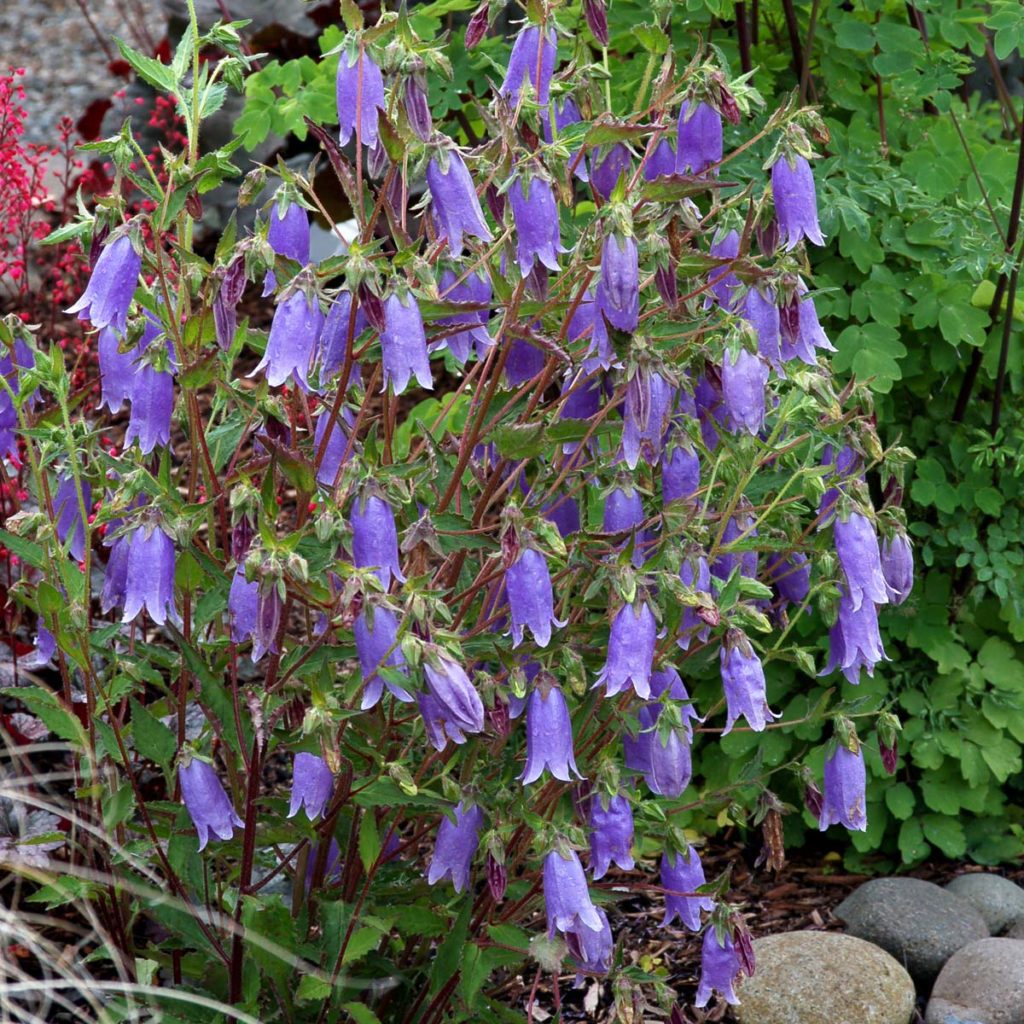 Campanula ‘Summertime Blues’ TERRA NOVA® Nurseries, Inc.
