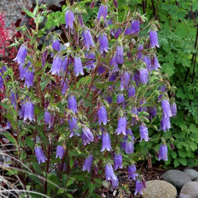 Campanula 'Summertime Blues'