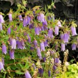 Campanula 'Summertime Blues'