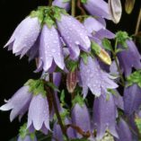 Campanula 'Summertime Blues'