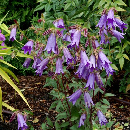 Campanula 'Summertime Jazz'