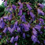 Campanula 'Summertime Jazz'