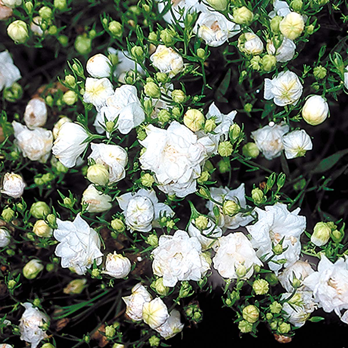 Campanula 'Warley White'