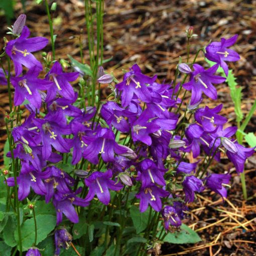 Campanula collina