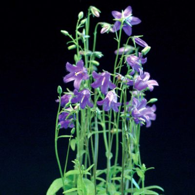 Campanula collina