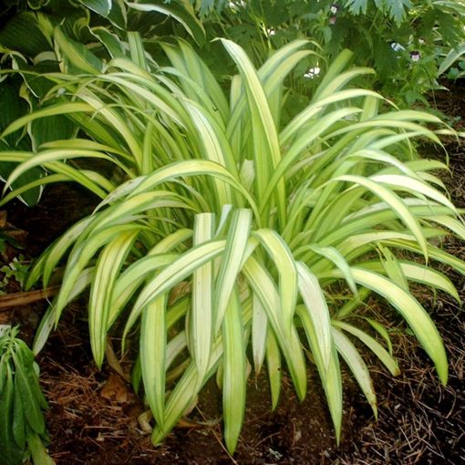 Carex 'Banana Boat'