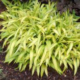 Carex 'Banana Boat'