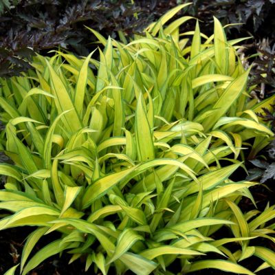 Carex 'Banana Boat'