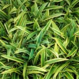 Carex 'Island Brocade'