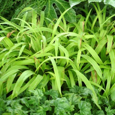 Carex 'Lemon Zest'