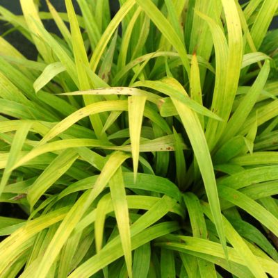 Carex 'Lemon Zest'