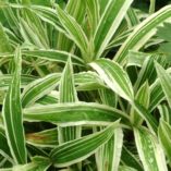 Carex 'Treasure Island'