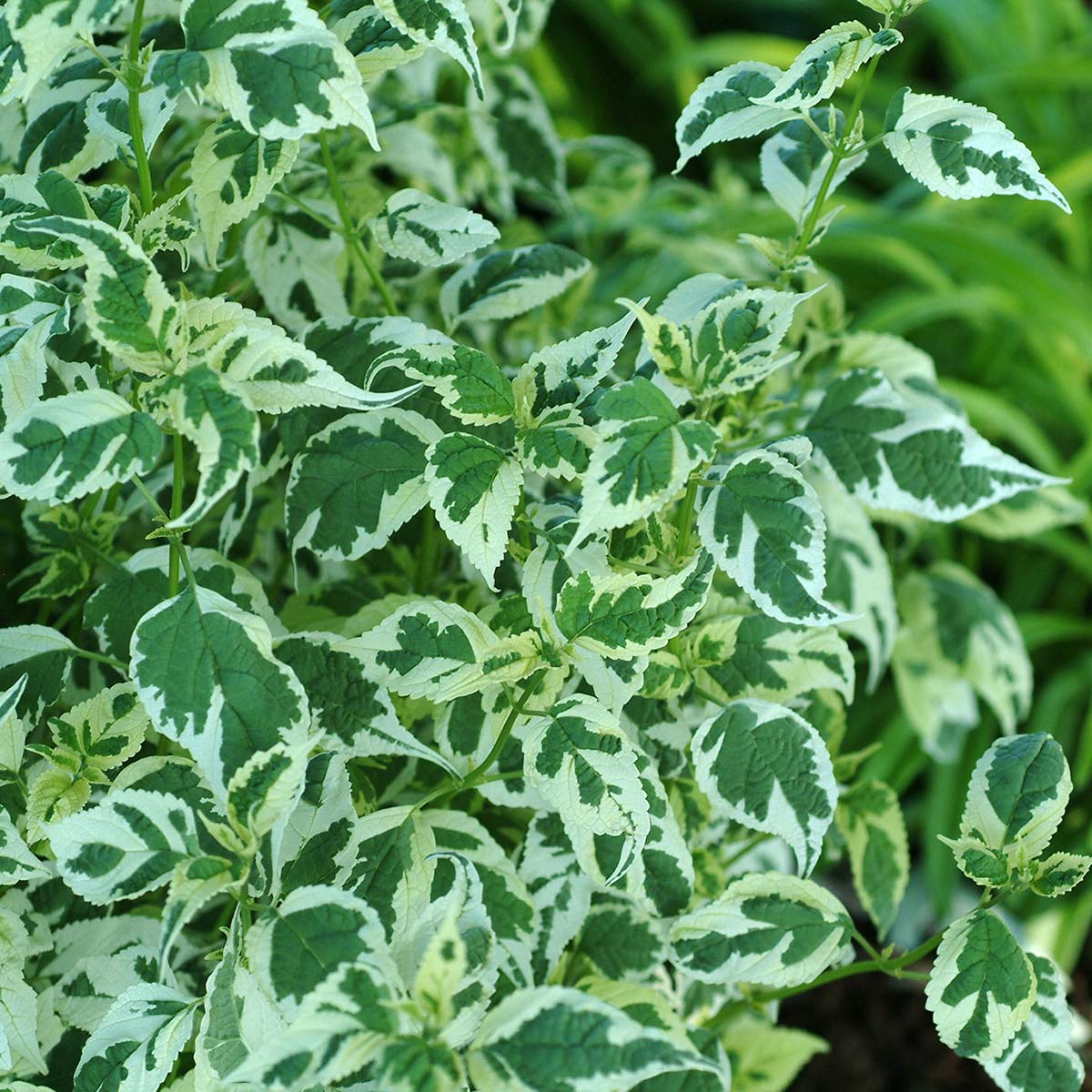 Caryopteris 'Snow Fairy'