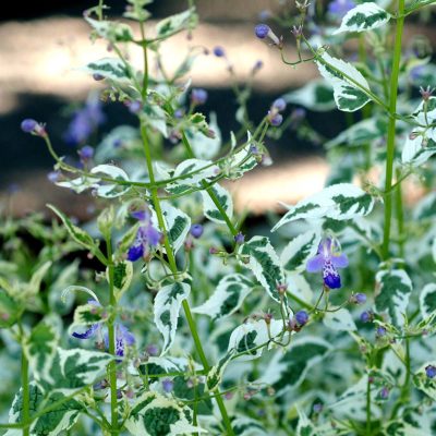 Caryopteris 'Snow Fairy'