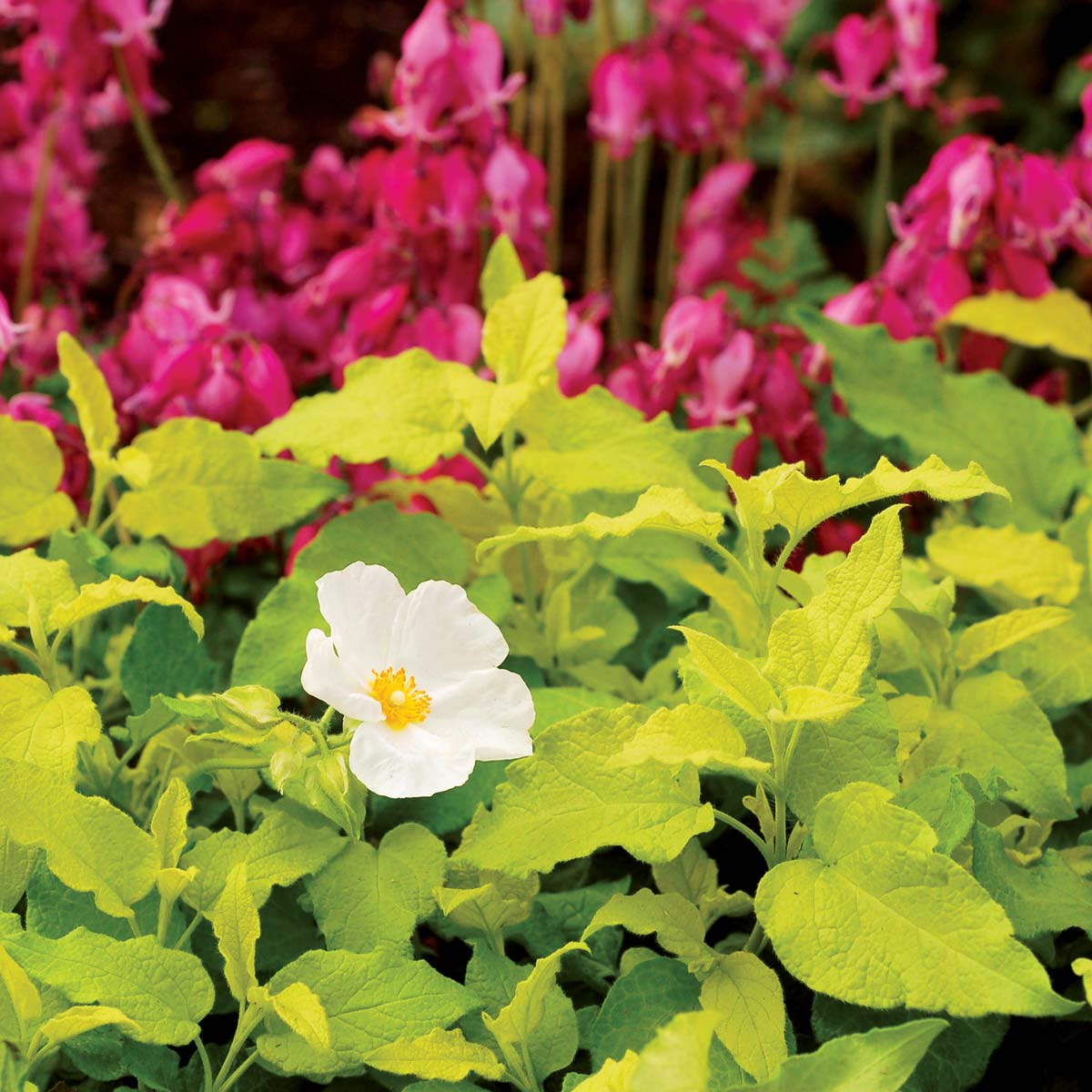 Cistus 'McGuire's Gold'