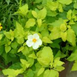 Cistus 'McGuire's Gold'