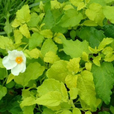 Cistus 'McGuire's Gold'