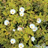 Cistus 'Mickie'