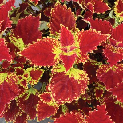 Coleus COLOR CLOUDS™ 'Be Mine'