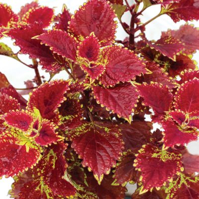 Coleus COLOR CLOUDS™ 'Be Mine'