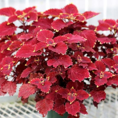 Coleus COLOR CLOUDS™ 'Be Mine'