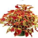 Coleus COLOR CLOUDS™ 'Be Mine'