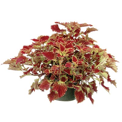 Coleus COLOR CLOUDS™ 'Be Mine'