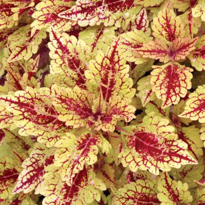 Coleus COLOR CLOUDS™ 'Honey Pie'