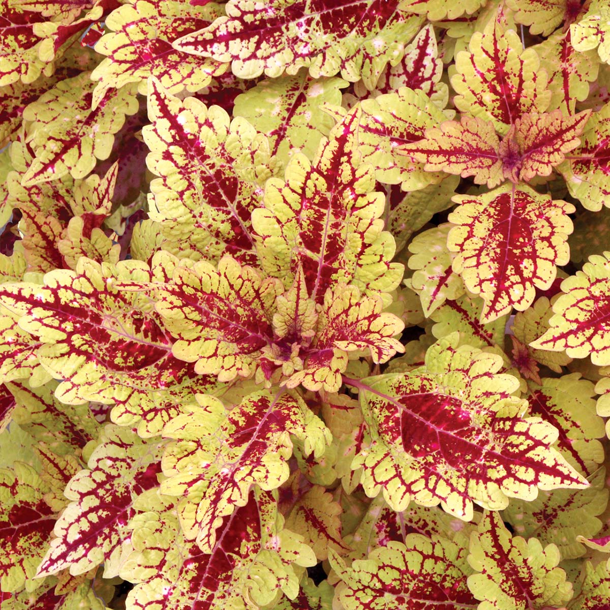 Coleus COLOR CLOUDS™ 'Honey Pie'