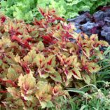 Coleus COLOR CLOUDS™ 'Honey Pie'