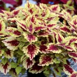 Coleus COLOR CLOUDS™ 'Honey Pie'