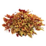 Coleus COLOR CLOUDS™ 'Honey Pie'