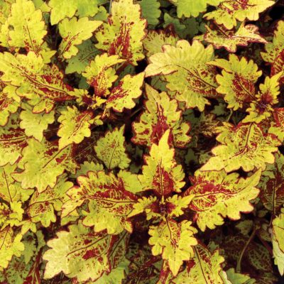 Coleus COLOR CLOUDS™ 'Honeybear'