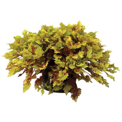 Coleus COLOR CLOUDS™ 'Honeybear'