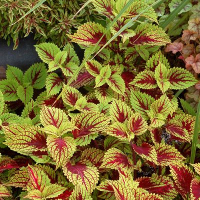 Coleus COLOR CLOUDS™ 'Hottie'