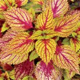 Coleus COLOR CLOUDS™ 'Hottie'