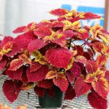 Coleus COLOR CLOUDS™ 'Hottie'