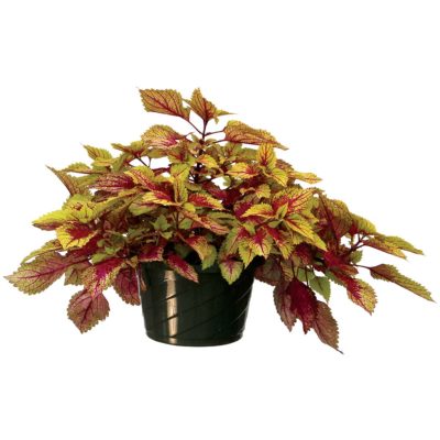 Coleus COLOR CLOUDS™ 'Hottie'