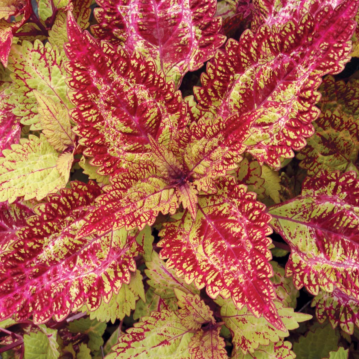 Coleus COLOR CLOUDS™ 'Spicy'