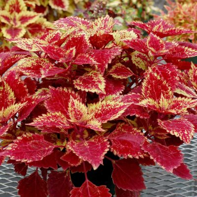 Coleus COLOR CLOUDS™ 'Spicy'