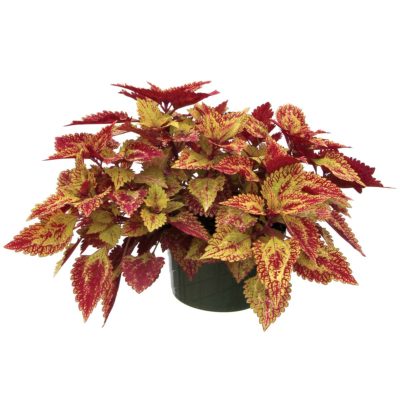 Coleus COLOR CLOUDS™ 'Spicy'