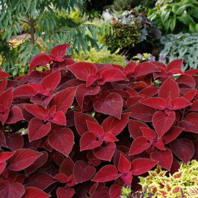 Coleus COLOR CLOUDS™ 'Valentine'