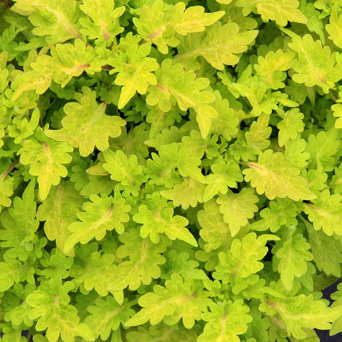 Coleus COOL VIBES™ 'Mellow'