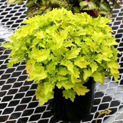 Coleus COOL VIBES™ 'Mellow'