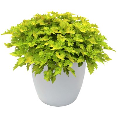 Coleus COOL VIBES™ 'Mellow'