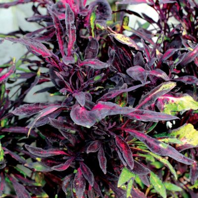 Coleus FANCY FEATHERS™ 'Black'