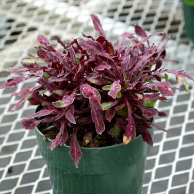 Coleus FANCY FEATHERS™ 'Black'