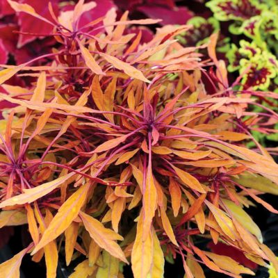 Coleus FANCY FEATHERS™ 'Copper'