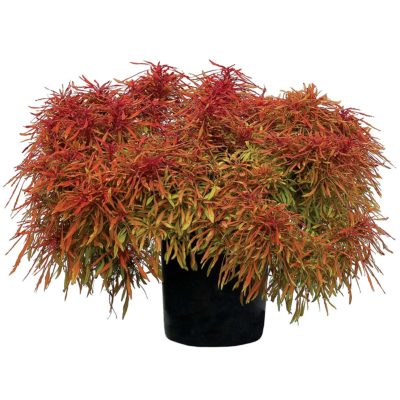 Coleus FANCY FEATHERS™ 'Copper'