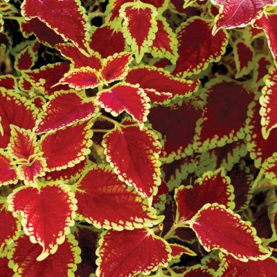 Coleus FLYING CARPET™ 'Fire Mountain'